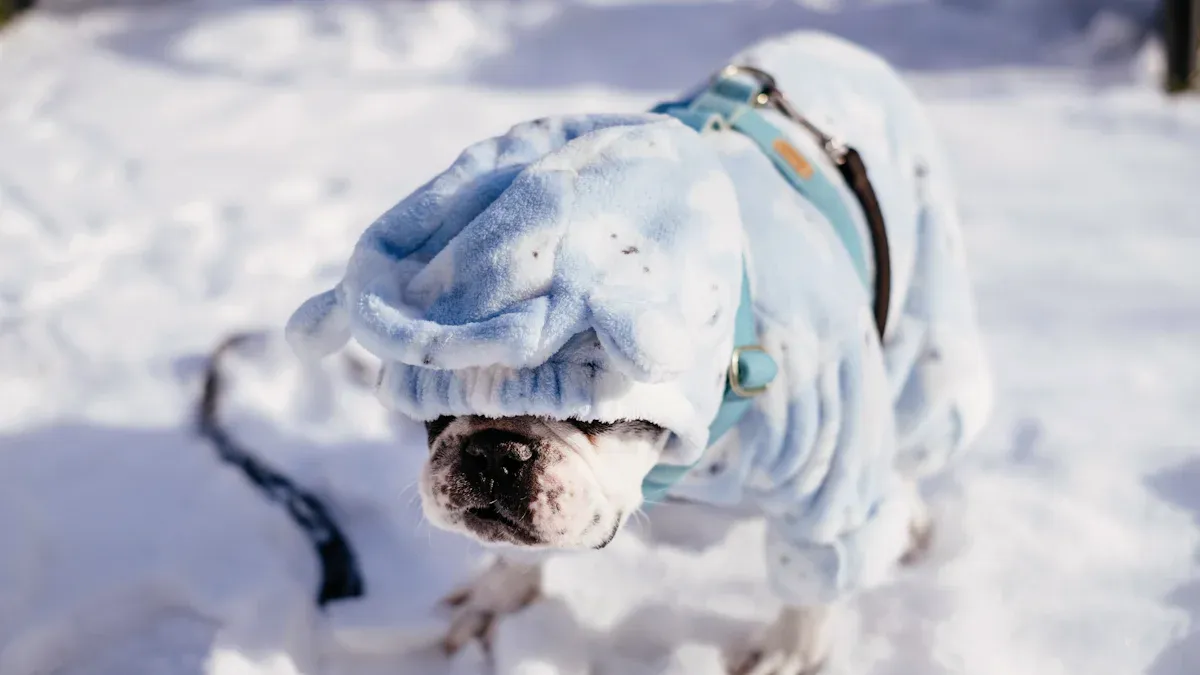 Hundebrillen im Winter: Der ideale Schutzpartner