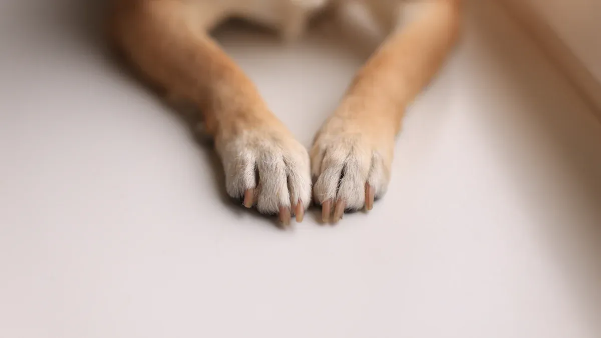 Hundeschuhe richtig anpassen und prüfen