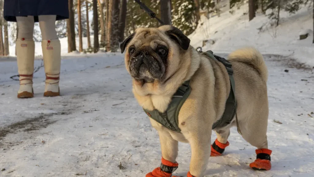 Hundeschuhe im Winter: Schutz vor Salz, Eis und Kälteschäden an den Hundepfoten
