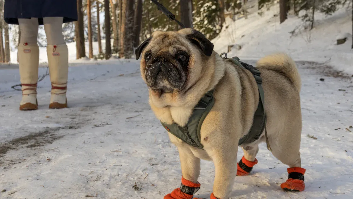 Hundeschuhe im Winter: Schutz vor Salz, Eis und Kälteschäden an den Hundepfoten
