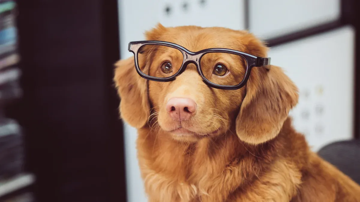 Hund an Brille gewöhnen: Schritt-für-Schritt-Anleitung