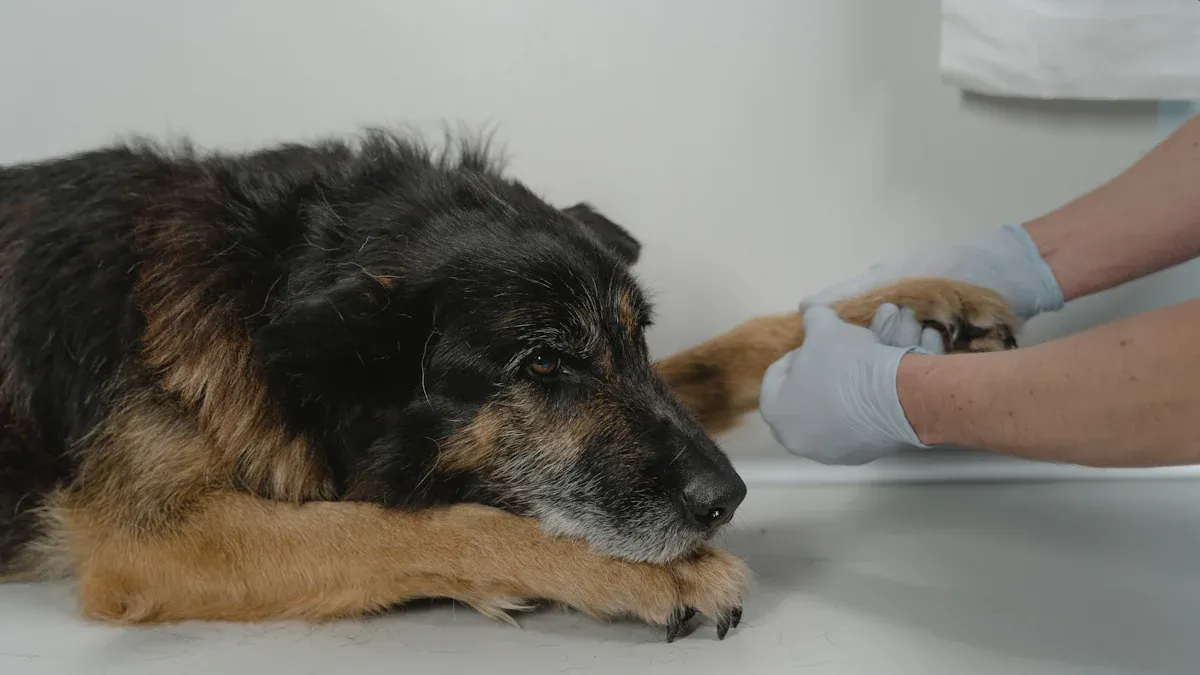 Hundeschuhe für den Sommer: Die Rolle von Schutzausrüstung