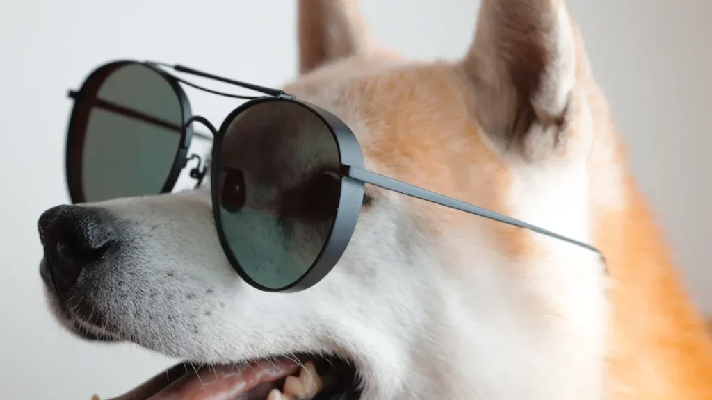 UV-Schutz für Hundeaugen: Warum deine Fellnase eine Sonnenbrille für Hunde braucht