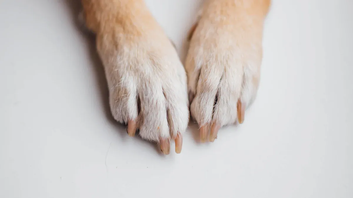 Hundeschuhe für den Sommer: Auswahlkriterien