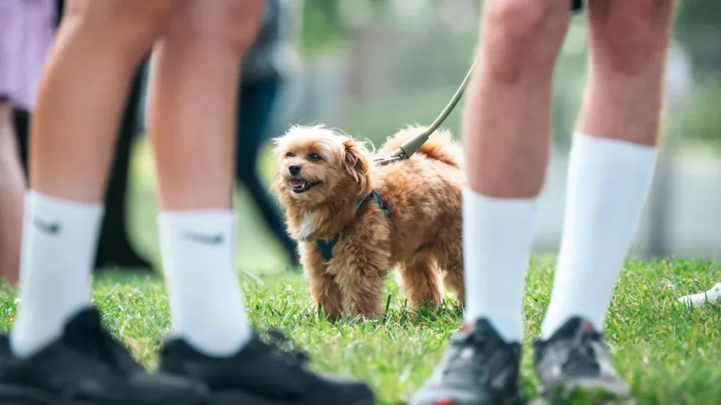 Die richtige Größe für Hundeschuhe finden: Messanleitung und Passform-Tipps