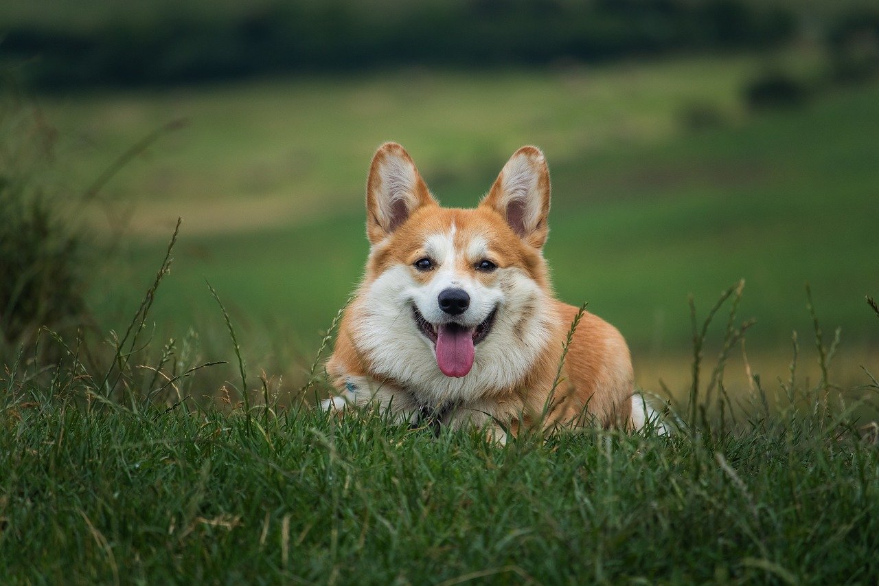 Hundeschuhe für den Sommer: Schutz vor heißem Asphalt und Pfotenverbrennungen