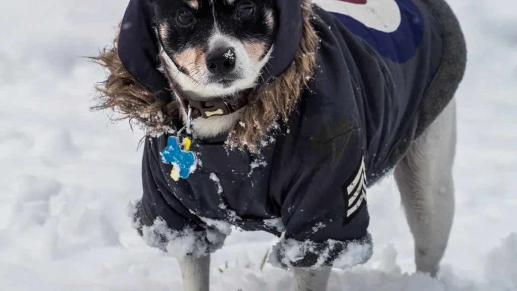 Hundebrillen im Winter: Schutz vor Schnee, Eis und Wind für empfindliche Hundeaugen