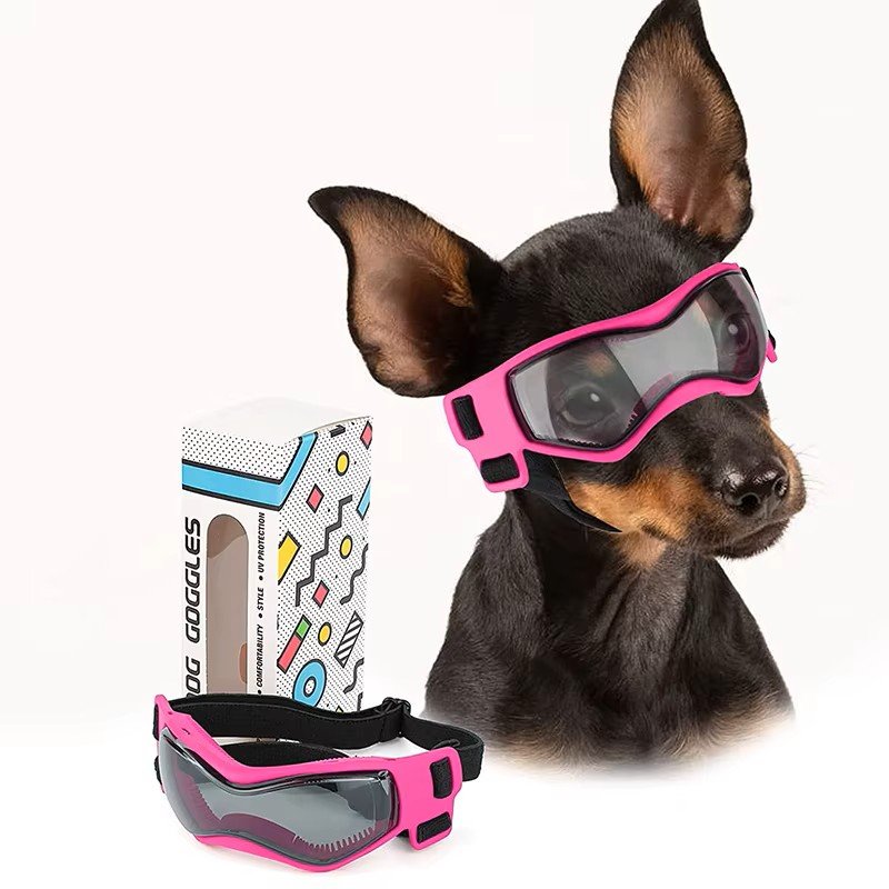 Warum braucht Ihr Hund eine Schutzbrille?