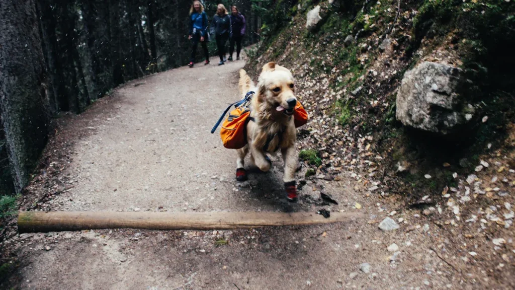 Hunde Outdoor-Abenteuer: Drei Ausrüstungsgegenstände für unbeschwertes Spielen