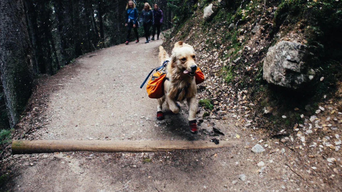 Hunde Outdoor-Abenteuer: Drei Ausrüstungsgegenstände für unbeschwertes Spielen