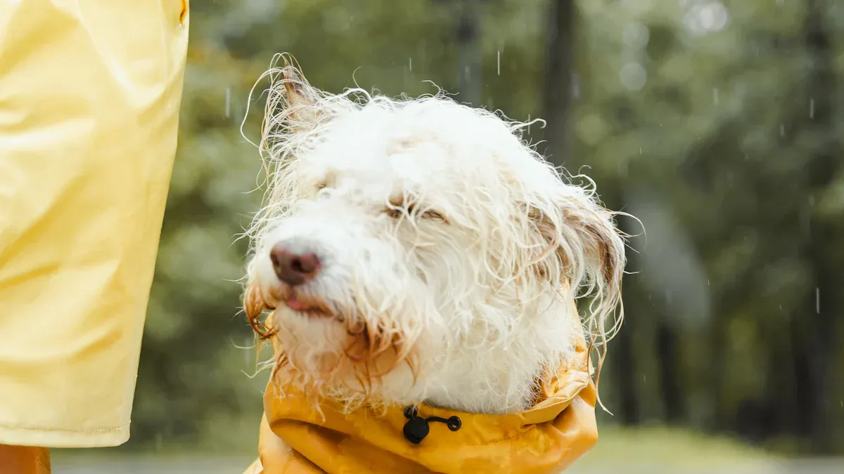 Gassi gehen im Regen ohne Stress: Der ultimative Guide für trockene & glückliche Hunde mit Regenmantel, Schutzbrille und Pfotenschutz