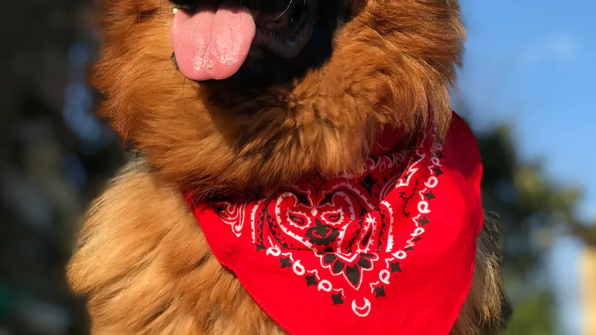 Warum eine Hundebrille?