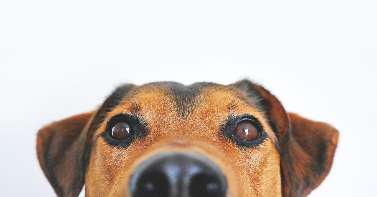Hundebrillen bei Augenkrankheiten: Schutz und Unterstützung bei Glaukom, Katarakt und mehr