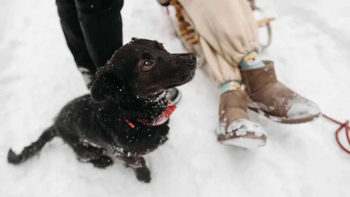 Hundeschuhe im Winter: Auswahlkriterien für eisige Bedingungen