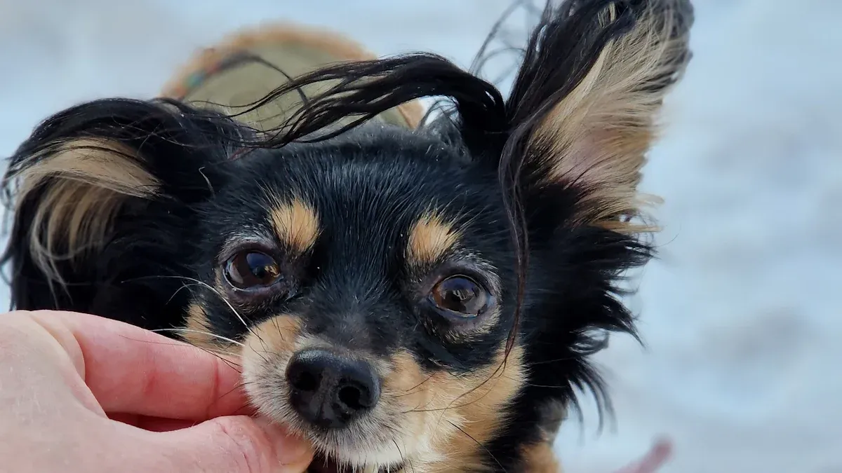 Hundeschuhe: So wählen junge Eltern die richtigen aus