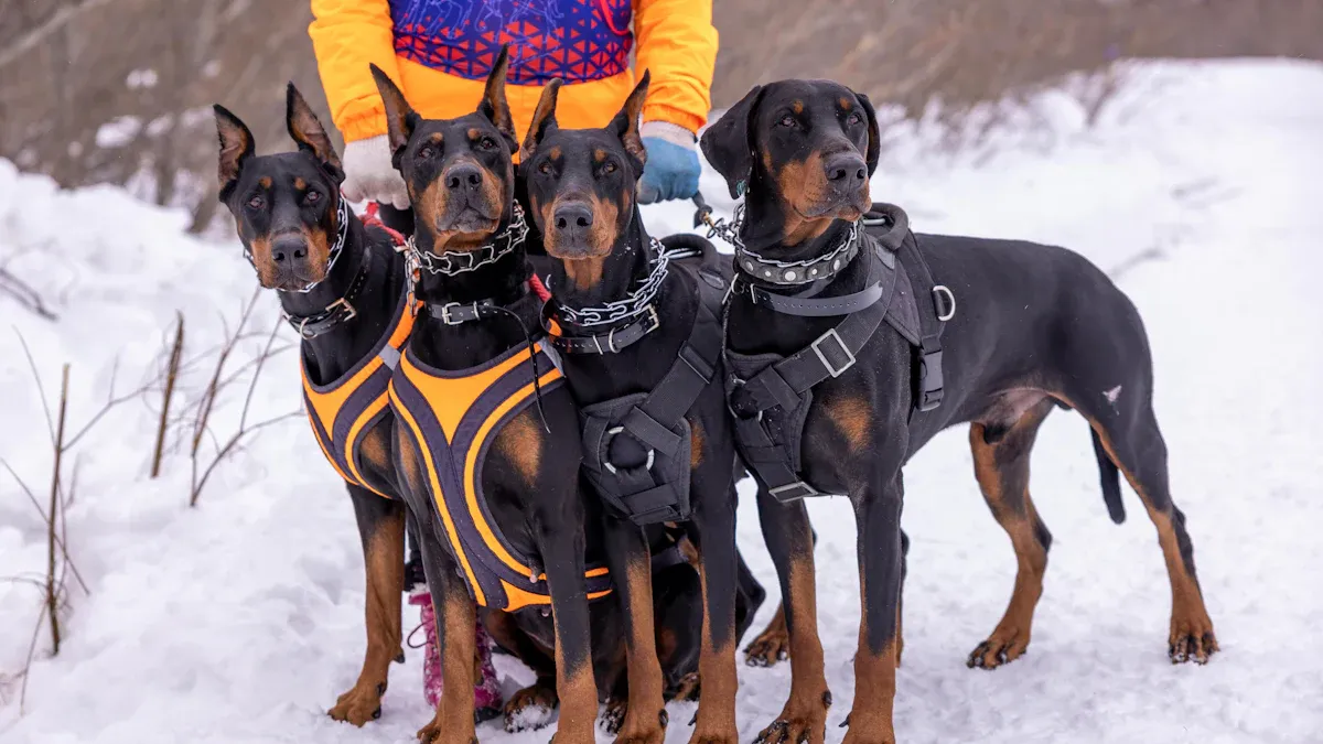 So schützen Sie Ihren Hund auf Reisen: Regenmantel & Outdoor-Must-Haves